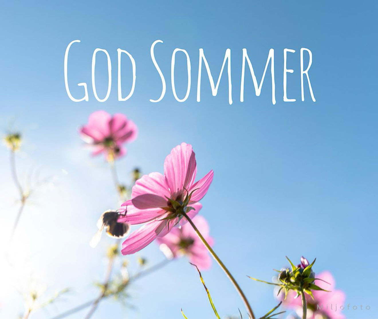 en bie på en blomst