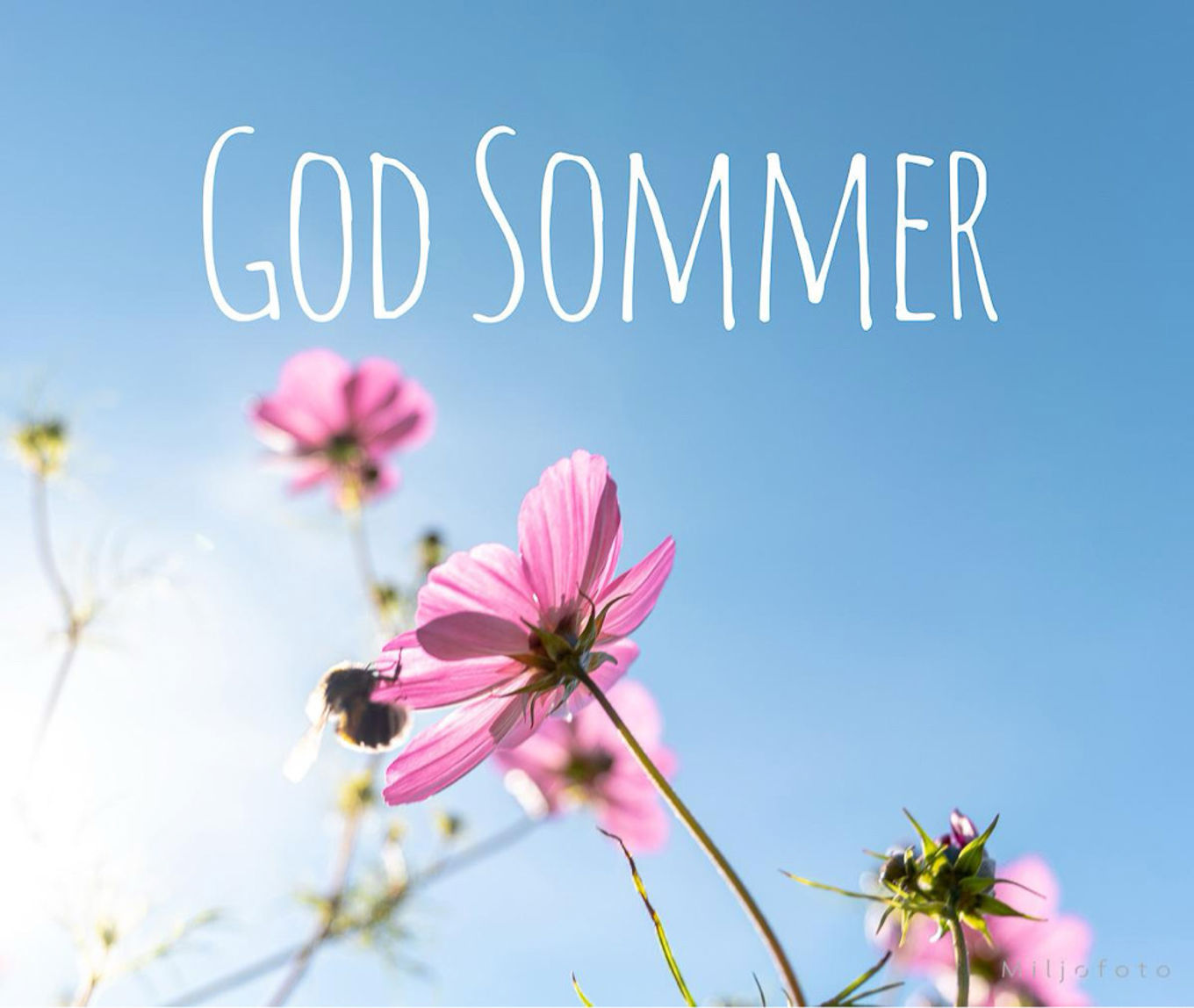 en bie på en blomst