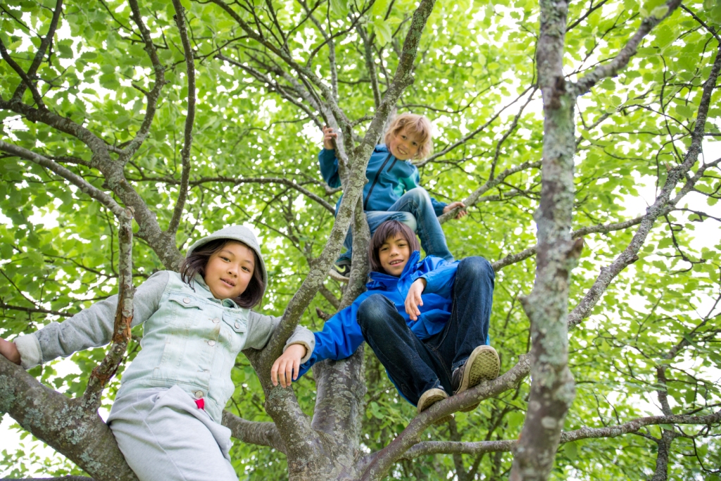 Skolen har flere trær som egner seg for klatring